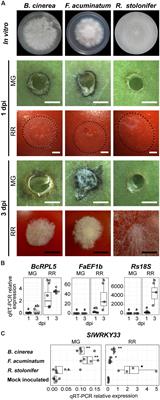 Infection Strategies Deployed by Botrytis cinerea, Fusarium acuminatum, and Rhizopus stolonifer as a Function of Tomato Fruit Ripening Stage